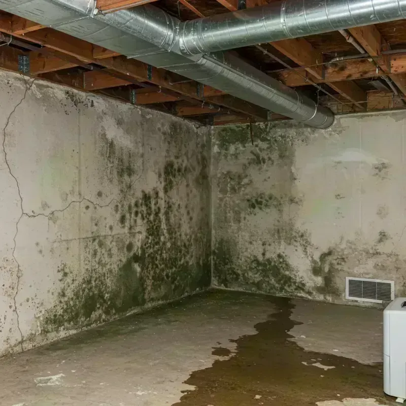 Professional Mold Removal in Houston, TX